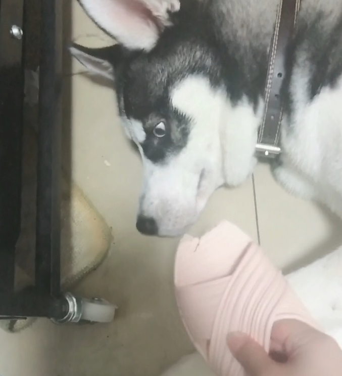 女主角买水果回家了发觉鞋被咬坏掉，质问元凶，哈士奇：并不是我去干的