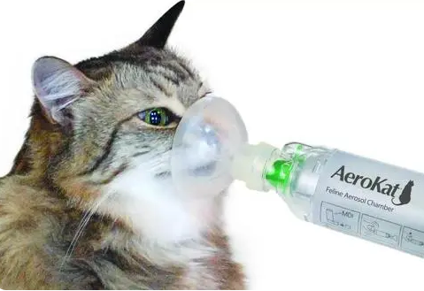 猫咪哮喘不治疗会怎样 猫咪哮喘不治疗会怎样