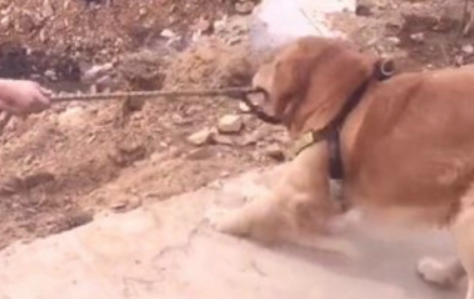 主人遛猫遛狗一不小心掉进墓坑,狗狗见后随后作法,让主人很是高兴 主人遛猫遛狗一不小心掉进墓坑,狗狗见后随后作法,让主人很是高兴