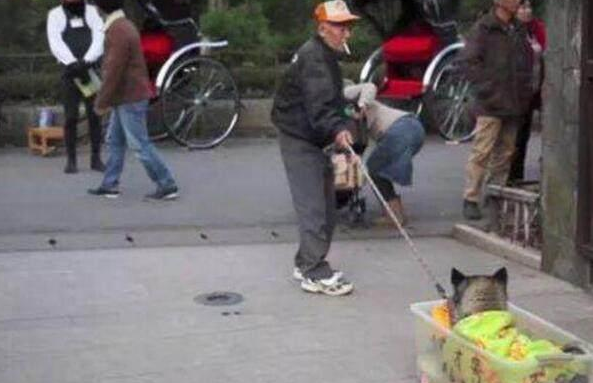 哈士奇年纪大了走不动路,七旬老人每日带它散散步,好贴心!