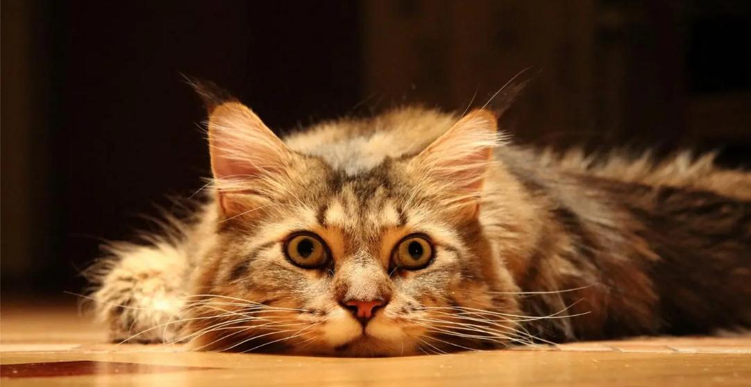 小猫咪肚子鼓鼓的硬硬的是在怎么回事 小猫咪肚子鼓鼓的硬硬的是在怎么回事