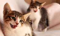 猫猫能吃山竹吗