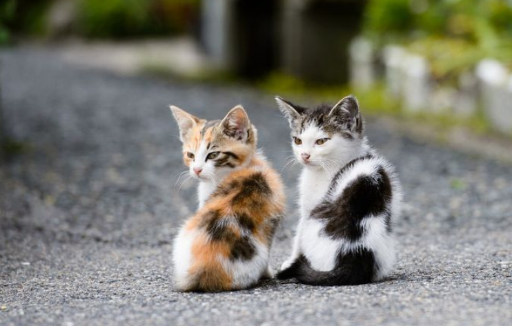 选猫粮关键要看这几点 卡比猫粮口碑好性价比高 选猫粮关键要看这几点 卡比猫粮口碑好性价比高