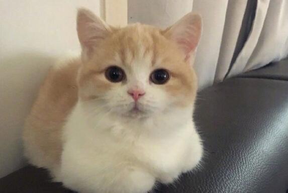 最适合00后养的5种猫咪,快来看看吧! 最适合00后养的5种猫咪,快来看看吧!