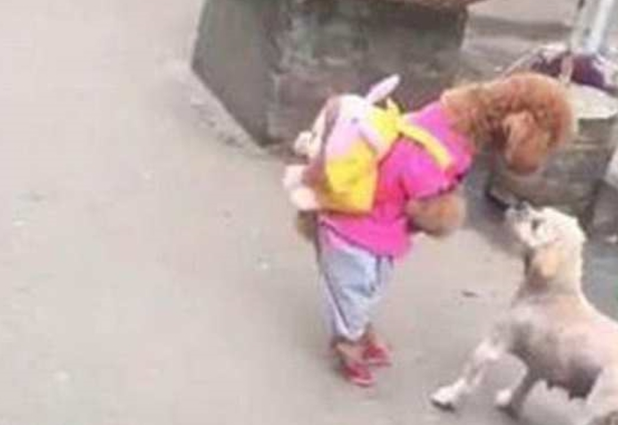 主人家带泰迪去买菜,巧遇一只小土狗,泰迪走前套近乎反被揍 主人家带泰迪去买菜,巧遇一只小土狗,泰迪走前套近乎反被揍