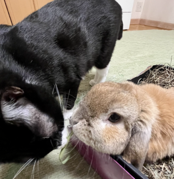 养了一只猫,又养了一只小兔子…于是猫猫就有了小兔子背包! 养了一只猫,又养了一只小兔子…于是猫猫就有了小兔子背包!