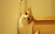猫体内有寄生虫的症状是什么