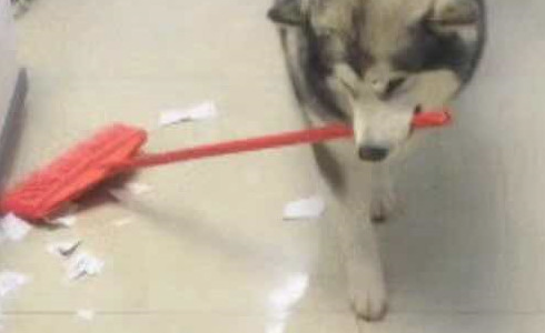 阿拉斯加犬撕家后被猫奴处罚清洁卫生,一脸憋屈又迫不得已从,网民:长记性了吧 阿拉斯加犬撕家后被猫奴处罚清洁卫生,一脸憋屈又迫不得已从,网民:长记性了吧