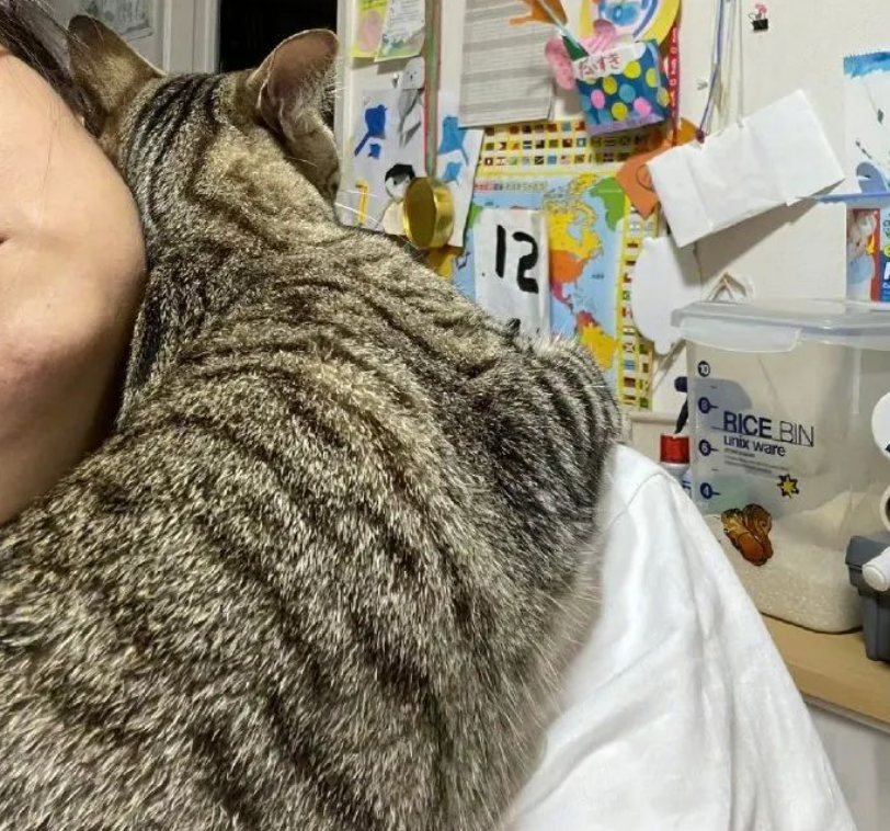 爱答不理的小猫突然粘人,网友没来得及开心,就发现…这样啊! 爱答不理的小猫突然粘人,网友没来得及开心,就发现…这样啊!