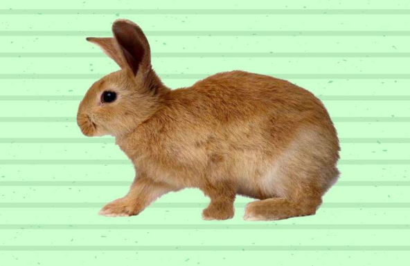 怎么养豫丰黄兔?方法很简单!