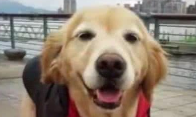 养了13年的狗狗突然去世后，男主人的举动让人泪崩！