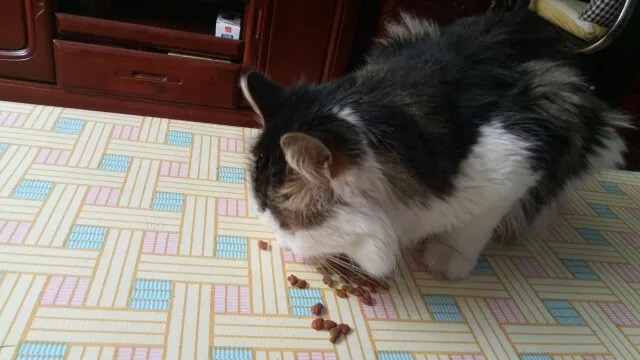 喜跃猫粮怎么样，挑嘴猫也难挡诱惑 
