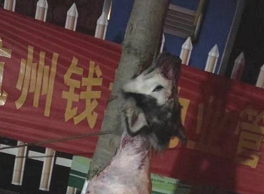 媳妇儿养的狗狗变成那样，真是太难过了