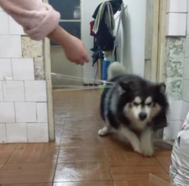 宠主想“恶搞”阿拉斯加犬,却被机敏狗狗不按套路出牌,网友看过哈哈大笑
