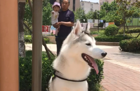 哈士奇在住宅小区玩摆动器，经过的小姑娘都被它吸引住了，这只二哈好乖呀！