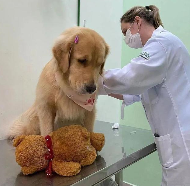 狗狗去医院打针,却发觉控制不住自身的腿:莫名其妙了解是怎么回事? 狗狗去医院打针,却发觉控制不住自身的腿:莫名其妙了解是怎么回事?