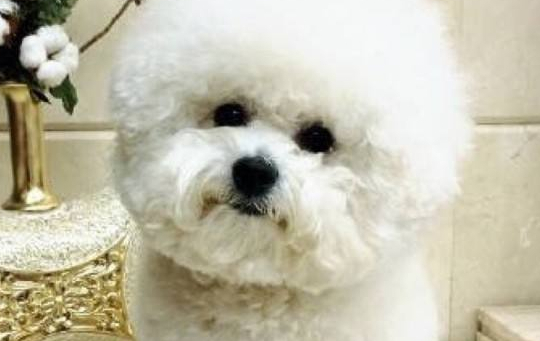 刚满月的比熊犬可以吃什么食物?这篇文章给你答案! 刚满月的比熊犬可以吃什么食物?这篇文章给你答案!