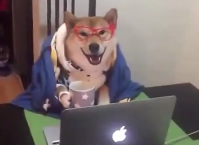 柴犬一副双眼文文静静，披上毛线衣喝着茶水，在看什么好产品那麼痴迷