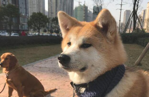 深夜小狗狂叫，主人家误会狗挨打，了解原因懊悔不己！