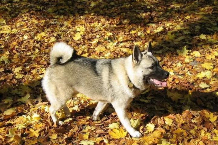 挪威猎麋犬适合南方养吗