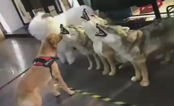 狗狗淡定从容适应假狼,却被假老虎狮子吓坏,狗脸都被丢光了! 狗狗淡定从容适应假狼,却被假老虎狮子吓坏,狗脸都被丢光了!