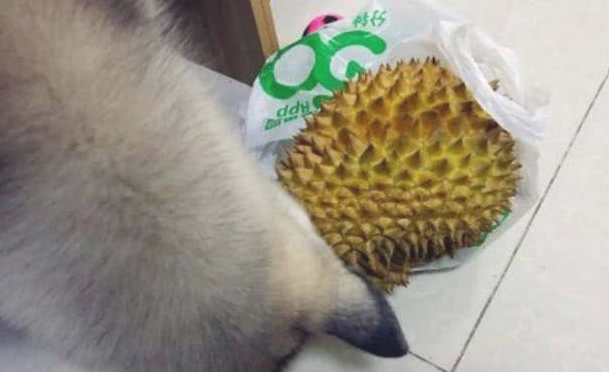 二哈偷吃榴莲被发觉，主人刚想向前劝阻，下一秒被它这行为笑趴
