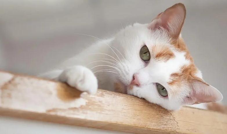 猫不吃化毛膏会咋样