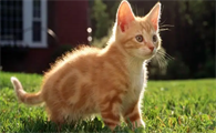 猫咪神经受损头歪身体不协调吃什么药