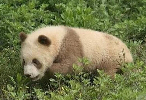 陕西出现棕色大熊猫 几十年仅有5只 陕西出现棕色大熊猫 几十年仅有5只