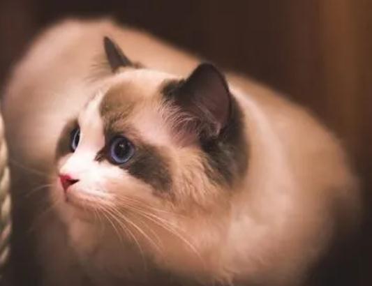 猫咪犯错能不能给它关禁闭 猫咪犯错能不能给它关禁闭