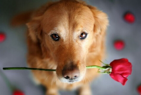 善良农场夫妇收养失明犬 并为其配置导盲犬 善良农场夫妇收养失明犬 并为其配置导盲犬