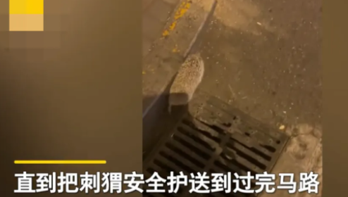 天津女子发现一只小刺猬过马路，结果女子的一番操作，逗乐了网友