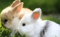 水兔和其他种类的白尾灰兔如何分辨？方法其实很简单！