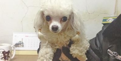迷路贵宾犬在马路获救 小狗主人急需来认领 迷路贵宾犬在马路获救 小狗主人急需来认领