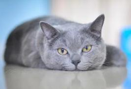 猫咪应激反应不吃食最多要几天 猫咪应激反应不吃食最多要几天