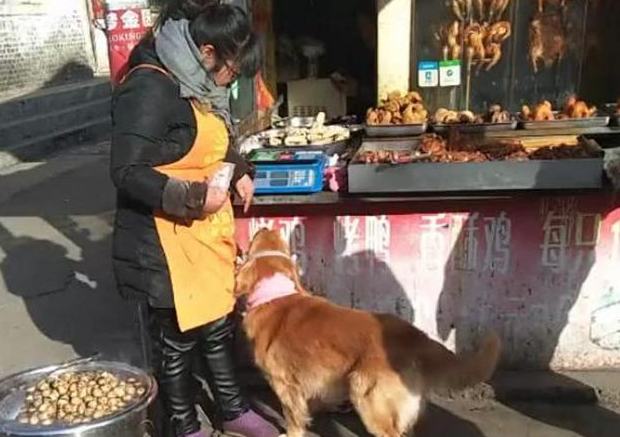 金毛近期食量大减,但休重反倒升高许多,主人追踪后懵逼了