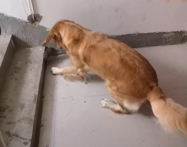 狗狗大门口抓老鼠,上窜下跳,小老鼠大金毛被玩懵! 狗狗大门口抓老鼠,上窜下跳,小老鼠大金毛被玩懵!
