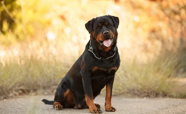 你知道罗威纳犬为什么要断尾吗答案令人意外