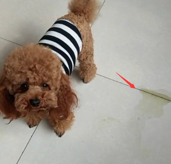 泰迪犯错误后，竟会积极跪搓衣板，这狗该怎么处罚？