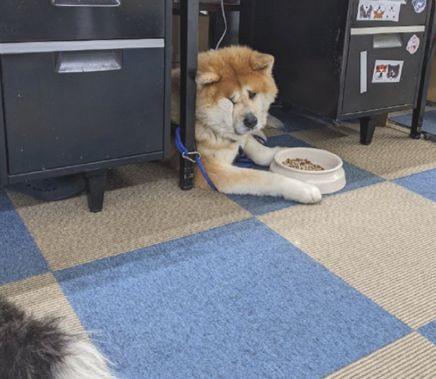 秋田犬看见碗里犬粮,一副愁眉不展的小表情 秋田犬看见碗里犬粮,一副愁眉不展的小表情