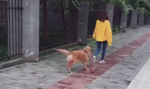 这只金毛实在太有个性了，便是不愿被主人家牵着回家了！