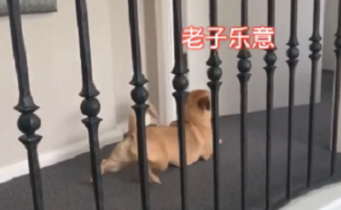 狗狗和柯基犬生活久后,竟也变成了“小短腿”,网民:好过分啊 狗狗和柯基犬生活久后,竟也变成了“小短腿”,网民:好过分啊