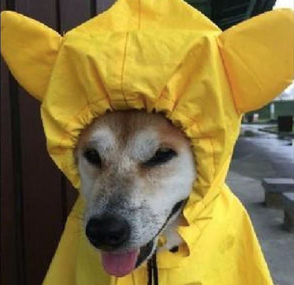 爷爷骑自行车带狗狗出去散步,给它穿上了小雨衣,还以为是他小孙子呢! 爷爷骑自行车带狗狗出去散步,给它穿上了小雨衣,还以为是他小孙子呢!