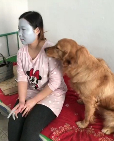 女人敷好补水面膜提前准备平躺着，金毛见后一脸好奇心，接着的实际操作让人哈哈大笑