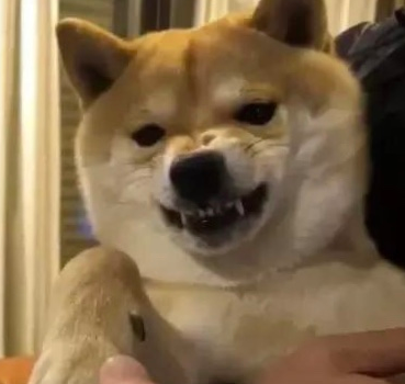 柴犬一摸头就温驯，一摸它前爪就炸毛，难道说是有哪些神密电源开关？