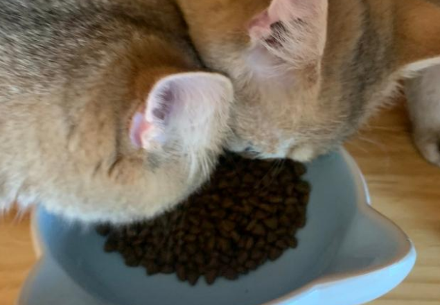 国产猫粮排行榜推荐的宠熙全价无谷猫粮测评结果
