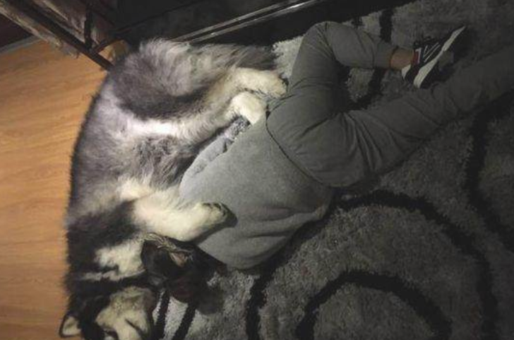 狗狗患病竟把脚板砍断，送至医院后，医师一句话让主人泪如雨下