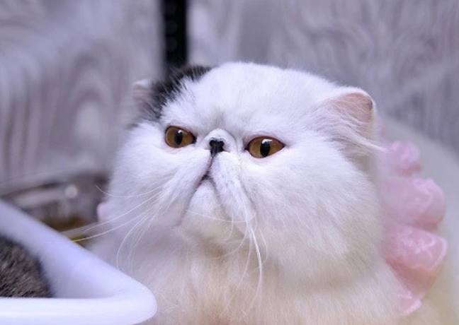 养宠知识:汤恩贝猫粮怎么样 养宠知识:汤恩贝猫粮怎么样