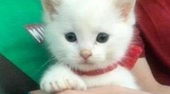 金毛回家了时带到一只奶猫，主人本想留有给狗为伴，結果却非常尴尬