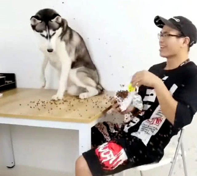 主人独吃零食分不清二哈,二哈恼怒无比,随后的作法让人出乎意料 主人独吃零食分不清二哈,二哈恼怒无比,随后的作法让人出乎意料